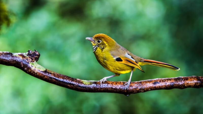Chestnut-tailed Minla in Chiang Mai
