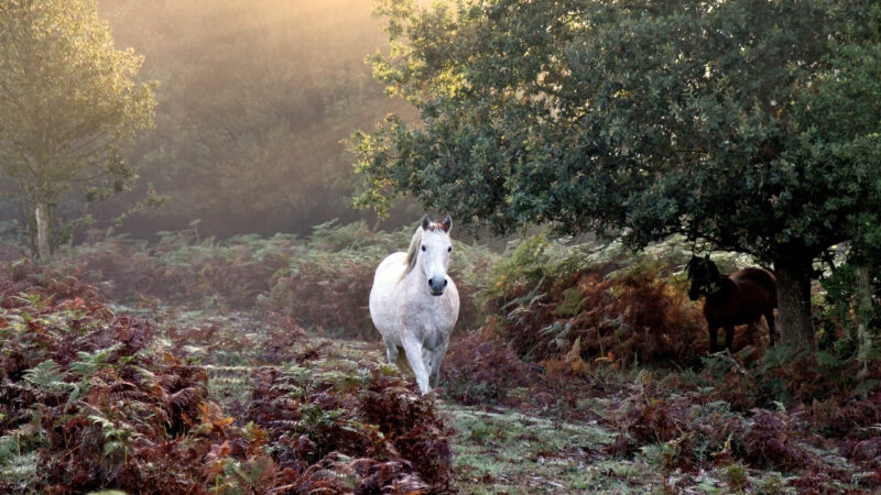white horse trotting autumn mist at dawn