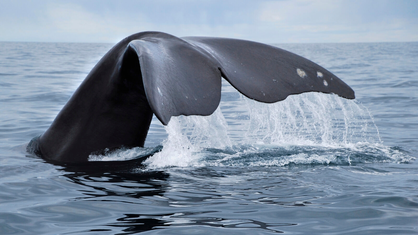 Whale watching in Argentina