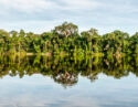 Trees in the Peruvian Amazon reflected in the water