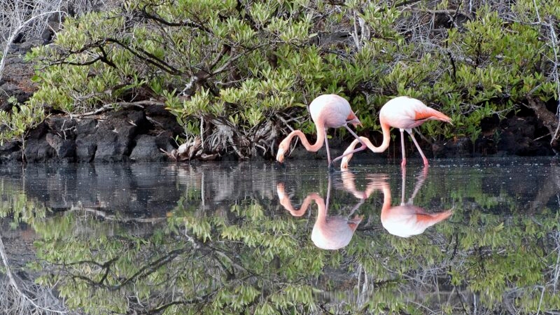 Two Flamingoes in perfect harmony, Galapagos Islands, Ecuador