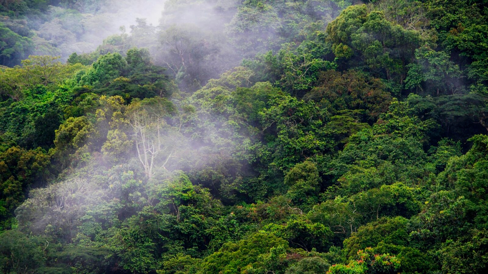 bwindi-forest-rwanda
