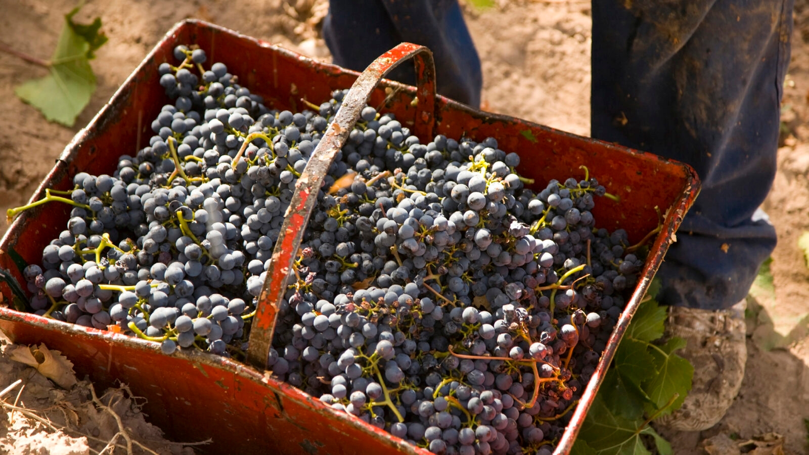 Basket of grapes in Mendoza, Argentina