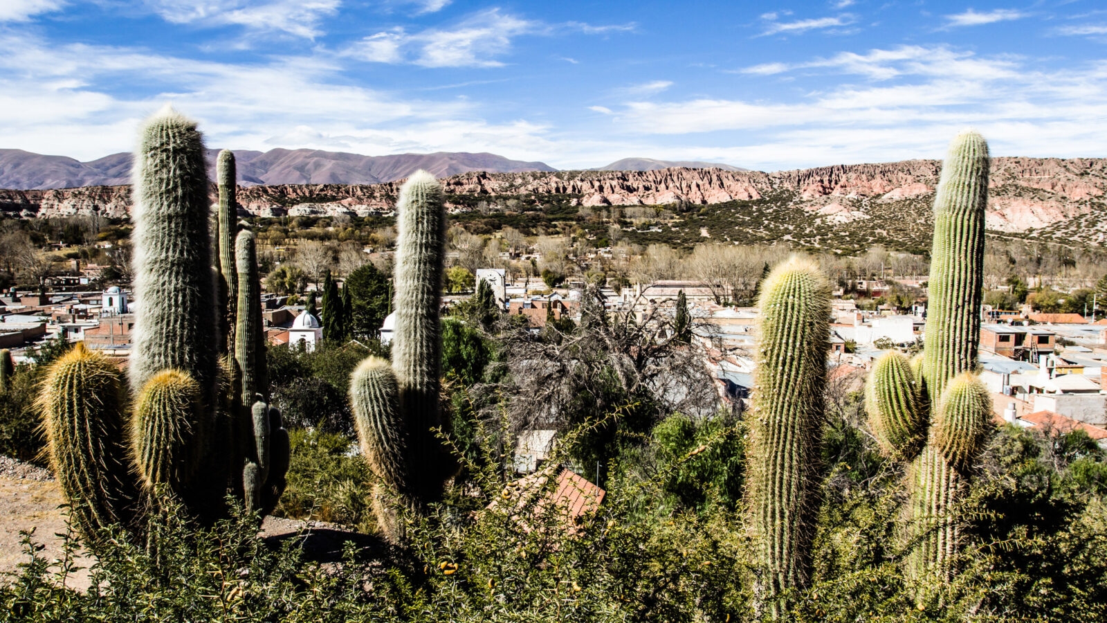 jujuy-cactus