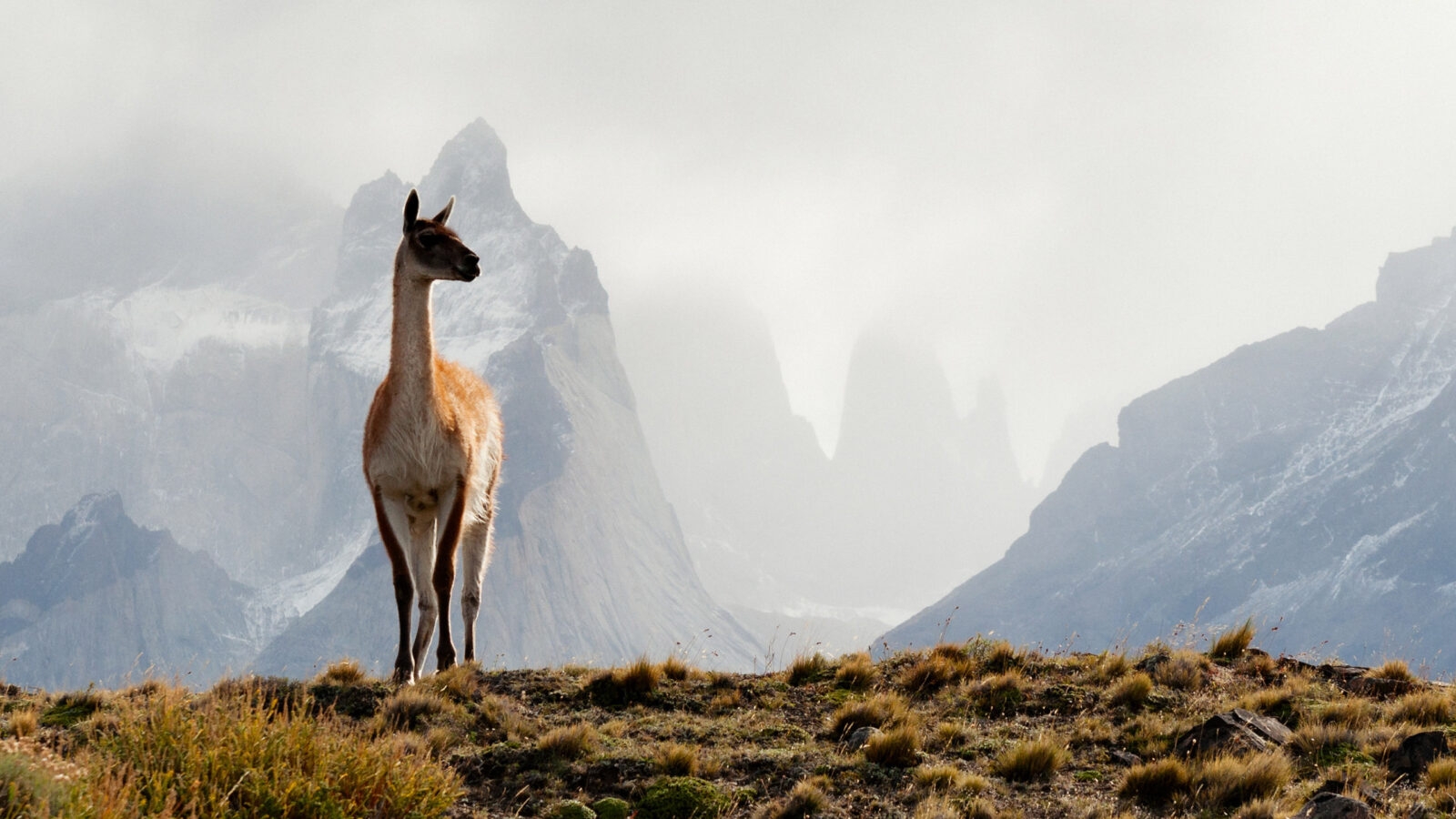 Guanaco Torres del Paine
