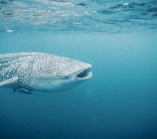 Close-up of a large whale shark swimming through clear blue water with small remora fish attached.