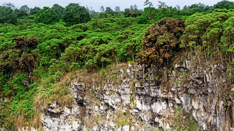 Pit craters on Santa Cruz Island in the Galapagos