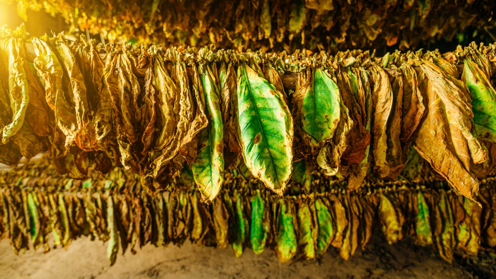 Tobacco leaves drying in the shed, Cuba
