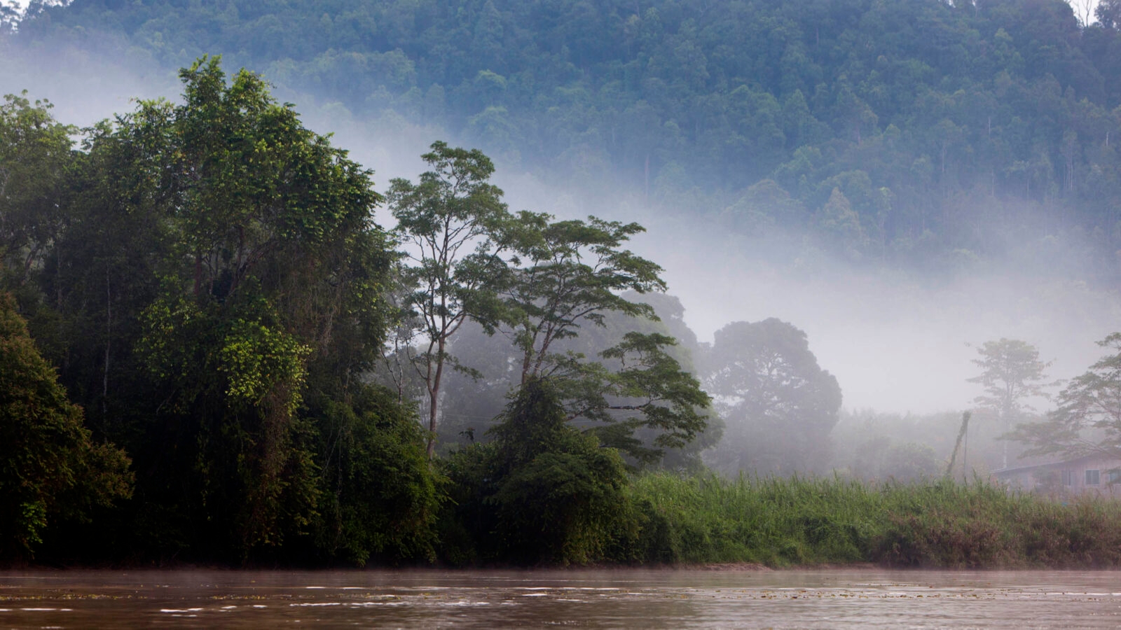 Kinabatangan River, Sabah. Borneo, Malaysia.
