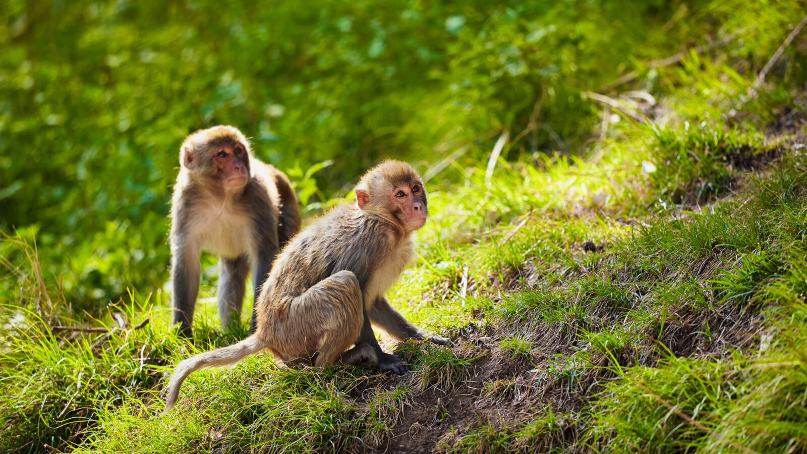Rhesus macaques in India