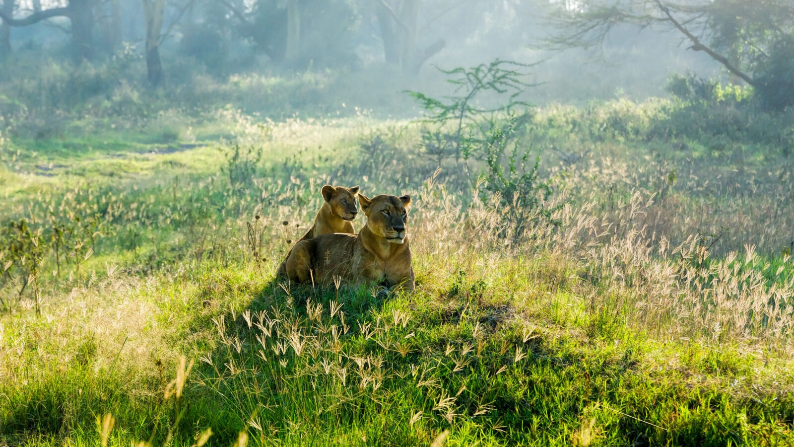 Lioness and her calf, near Lake Nakuru, Kenya