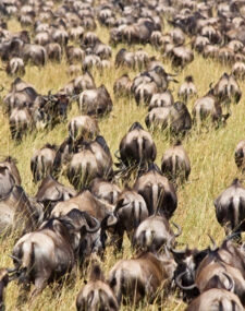 See the Great Migration in the Maasai Mara