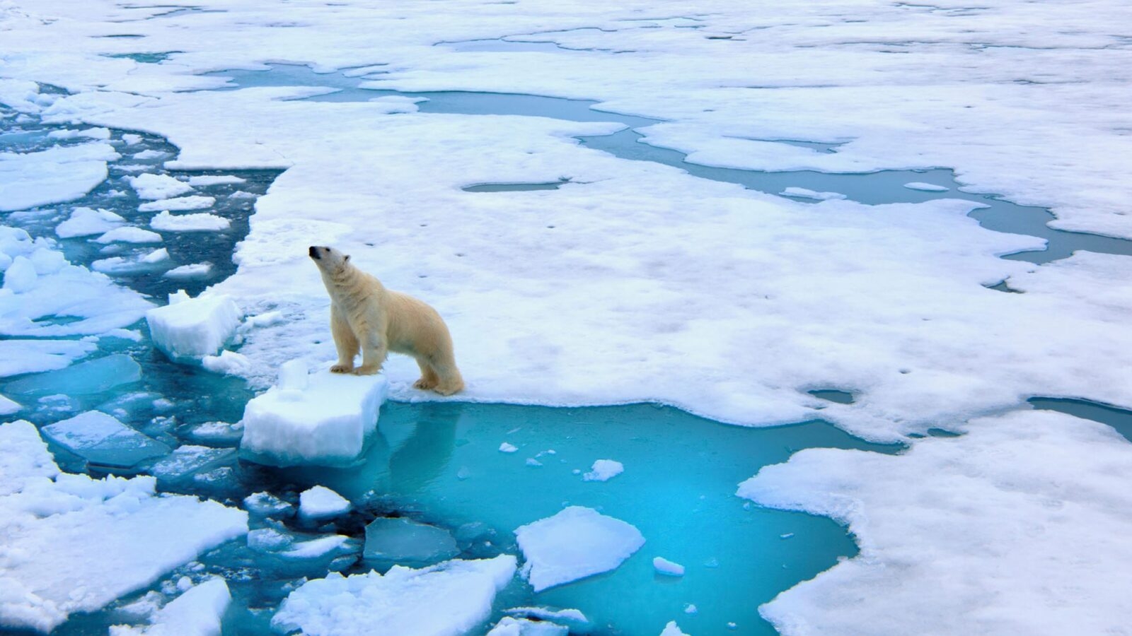 Polar bear on pack ice, Svalbard, Norway