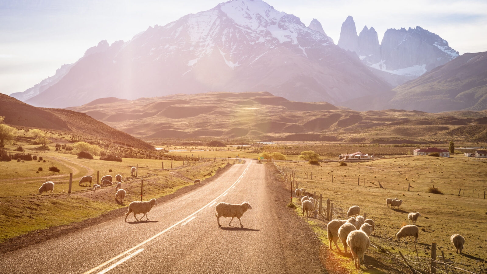 sheep-grazing-torres-del-paine-patagonia