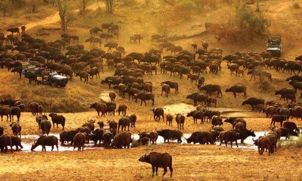 MalaMala Game Reserve