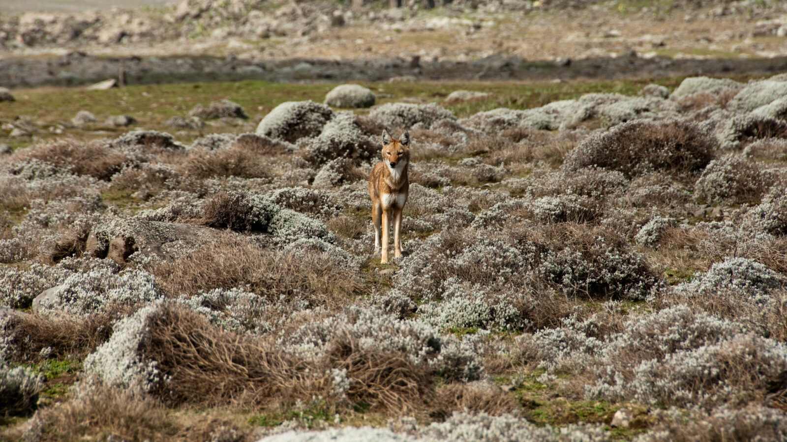 ethiopian-wolf
