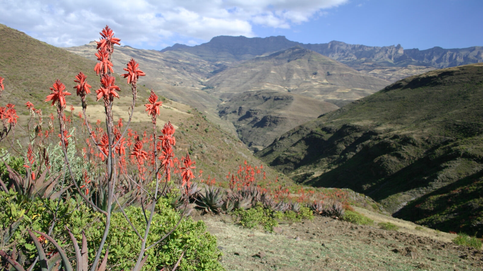 simien-mountains-ethiopia-flora
