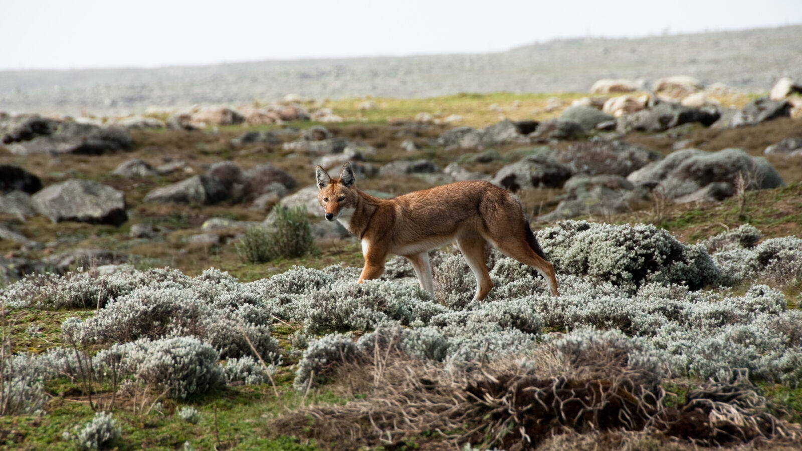 Simien wolf, Ethiopian Highlands