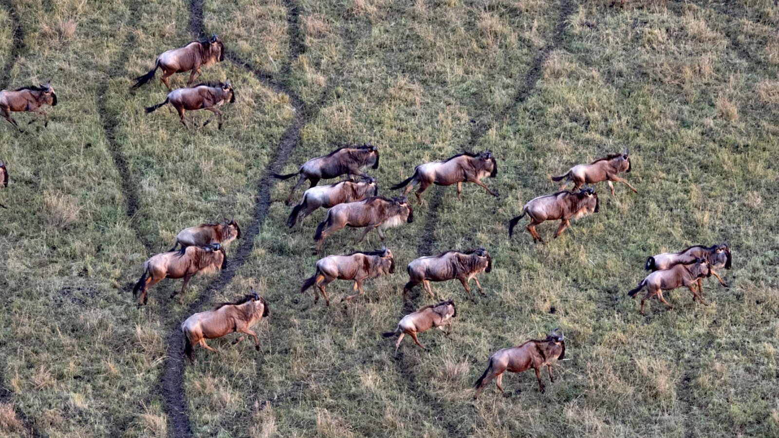Aerial shot of wildebeest migration, Kenya