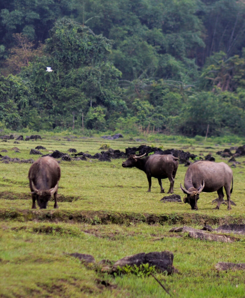 mai-chau-buffalo