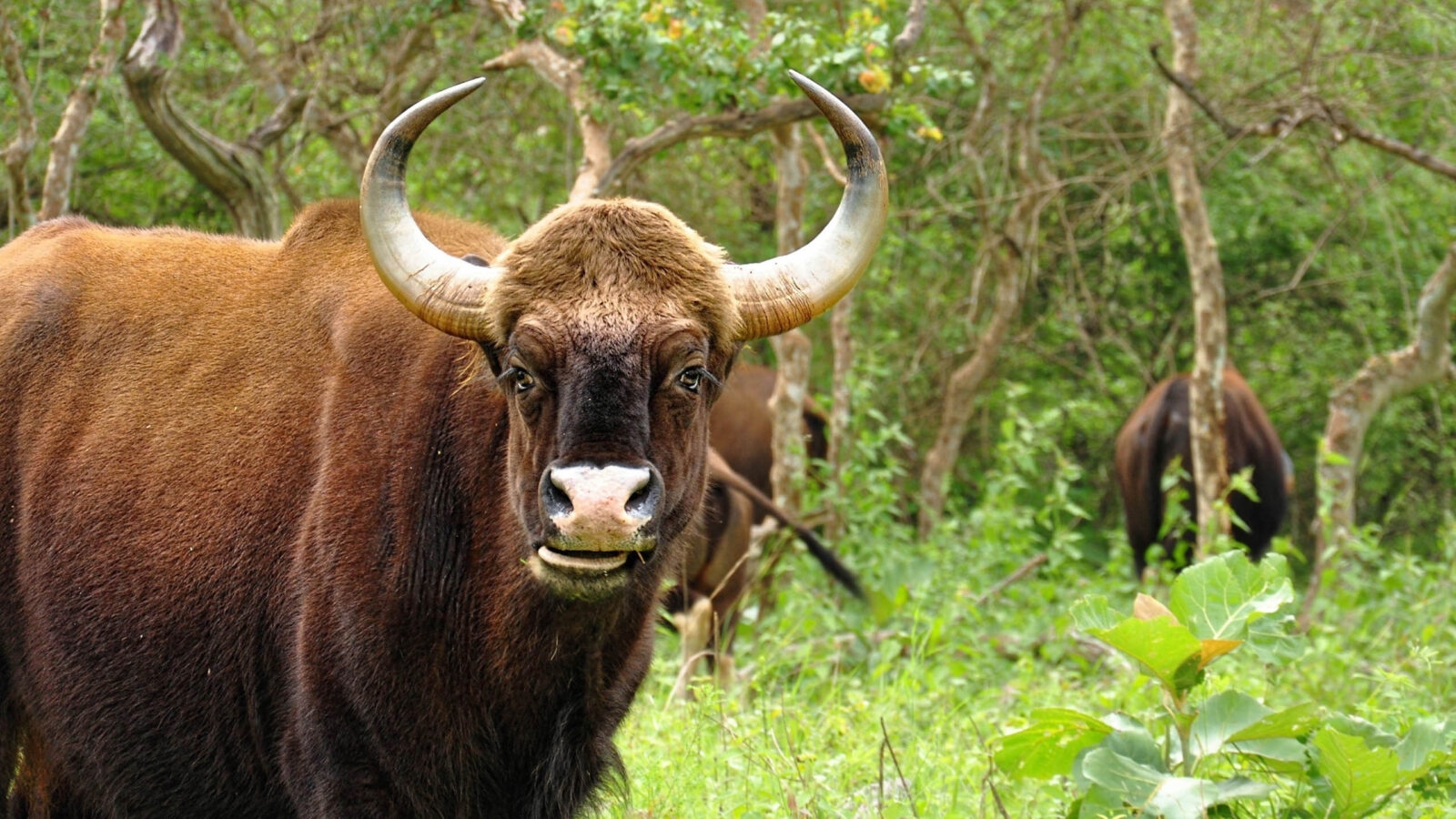 kanha-national-park-india