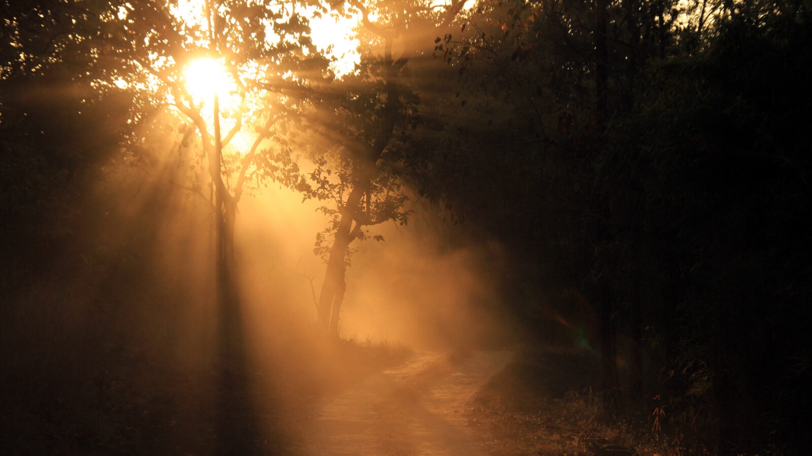 sunbeams-kanha-national-park-landscape-india