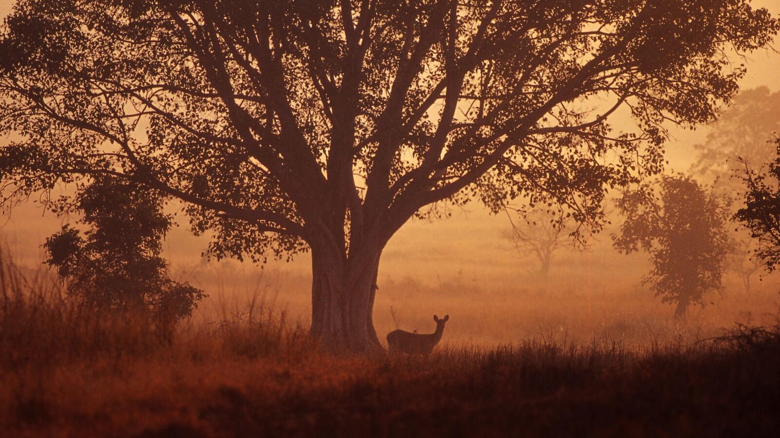 Spotted deer, Axis Deer, Deer, Horned, Hunting, Dawn, Forest, Alertness, Searching, Luck, Surprise, Safari Animals,