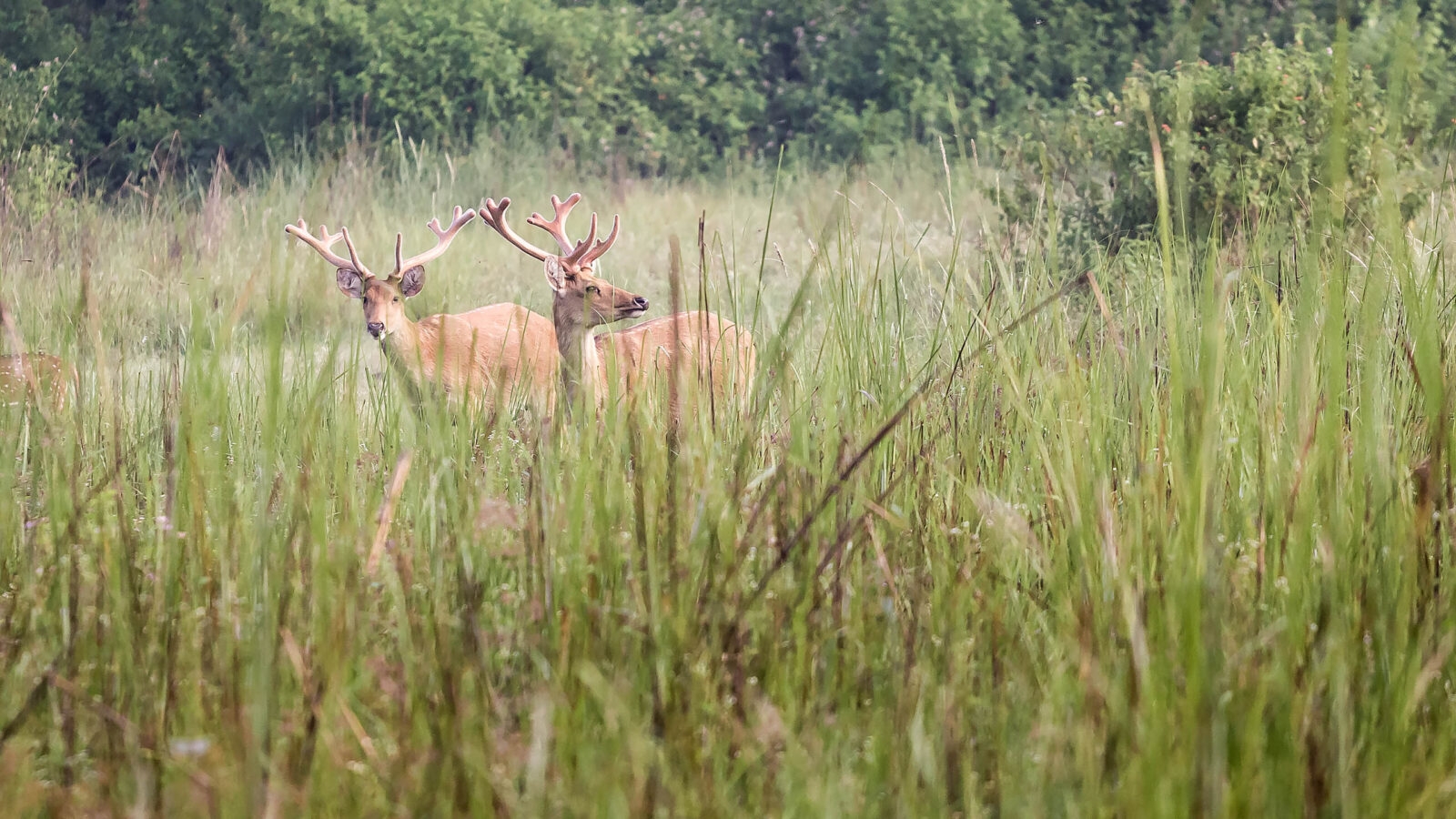 Male Barasingha deer in tall grass, Kanha Wildlife Sanctuary, Madhya Pradesh, India