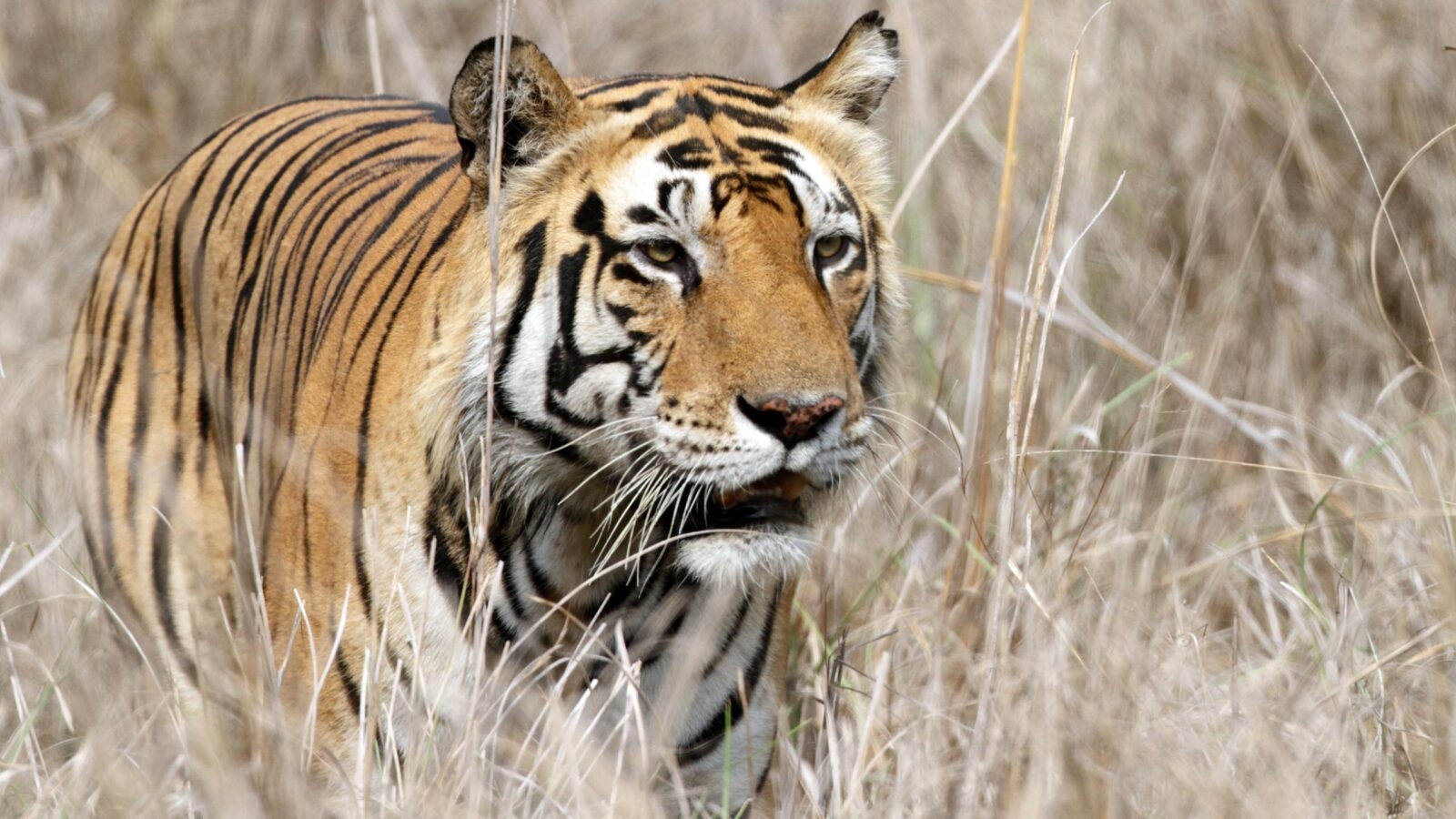 kanha-tiger-reserve-india