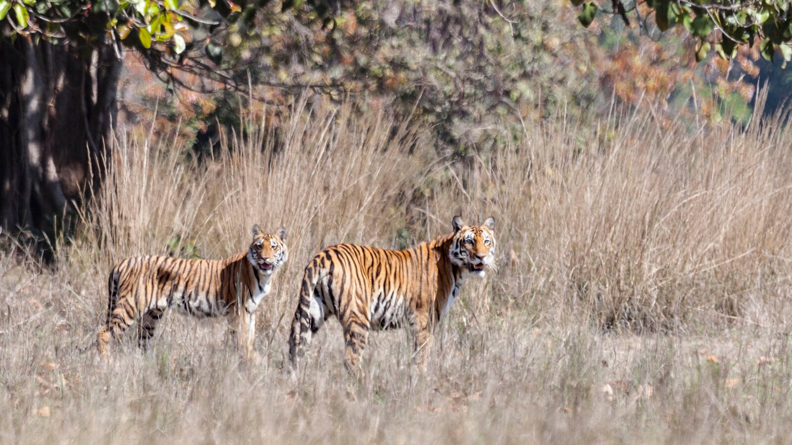 female-tiger-and-cub-kanha-india