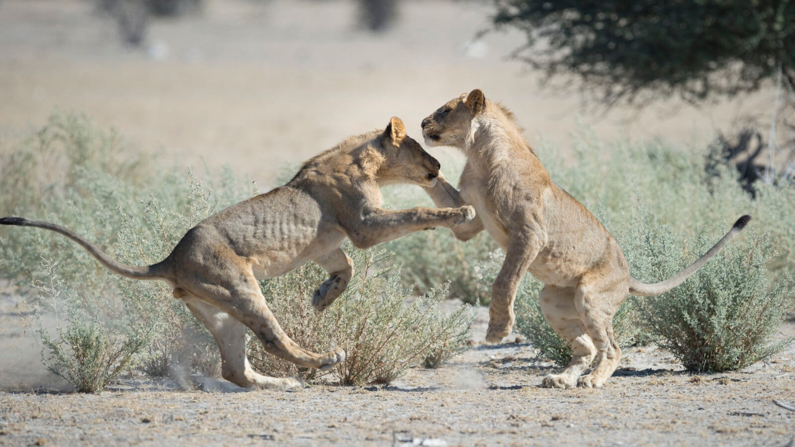 Ongava Reserve Lions