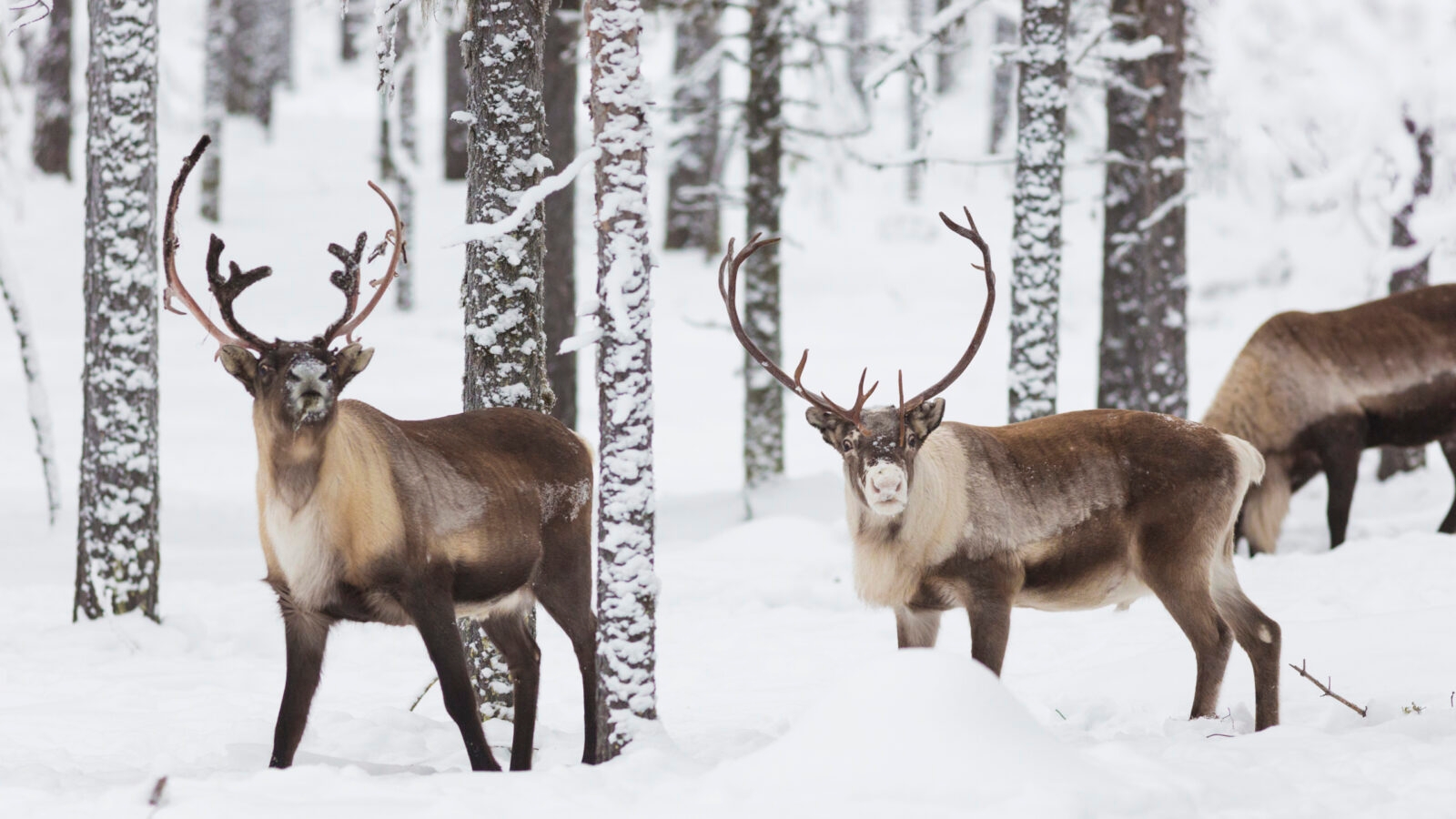 reindeer-swedish-lapland