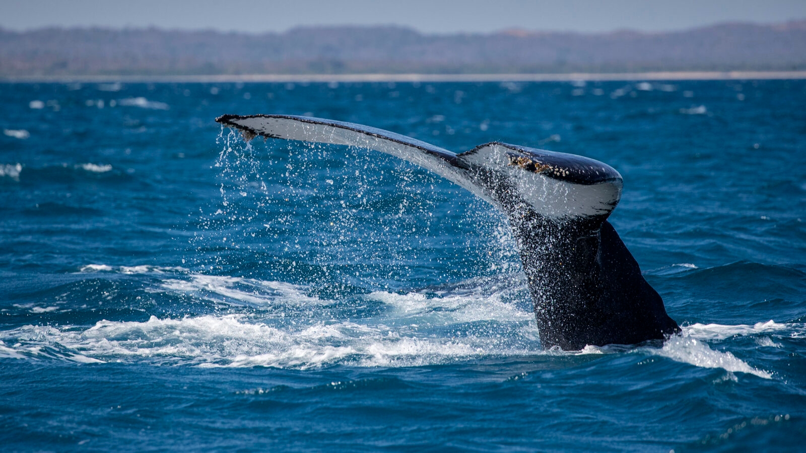 Humpback whale, Baleine à bosse
