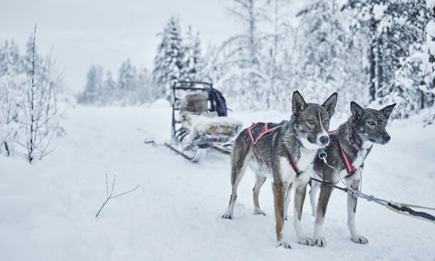dogsledding-treehotel-swedish-lapland
