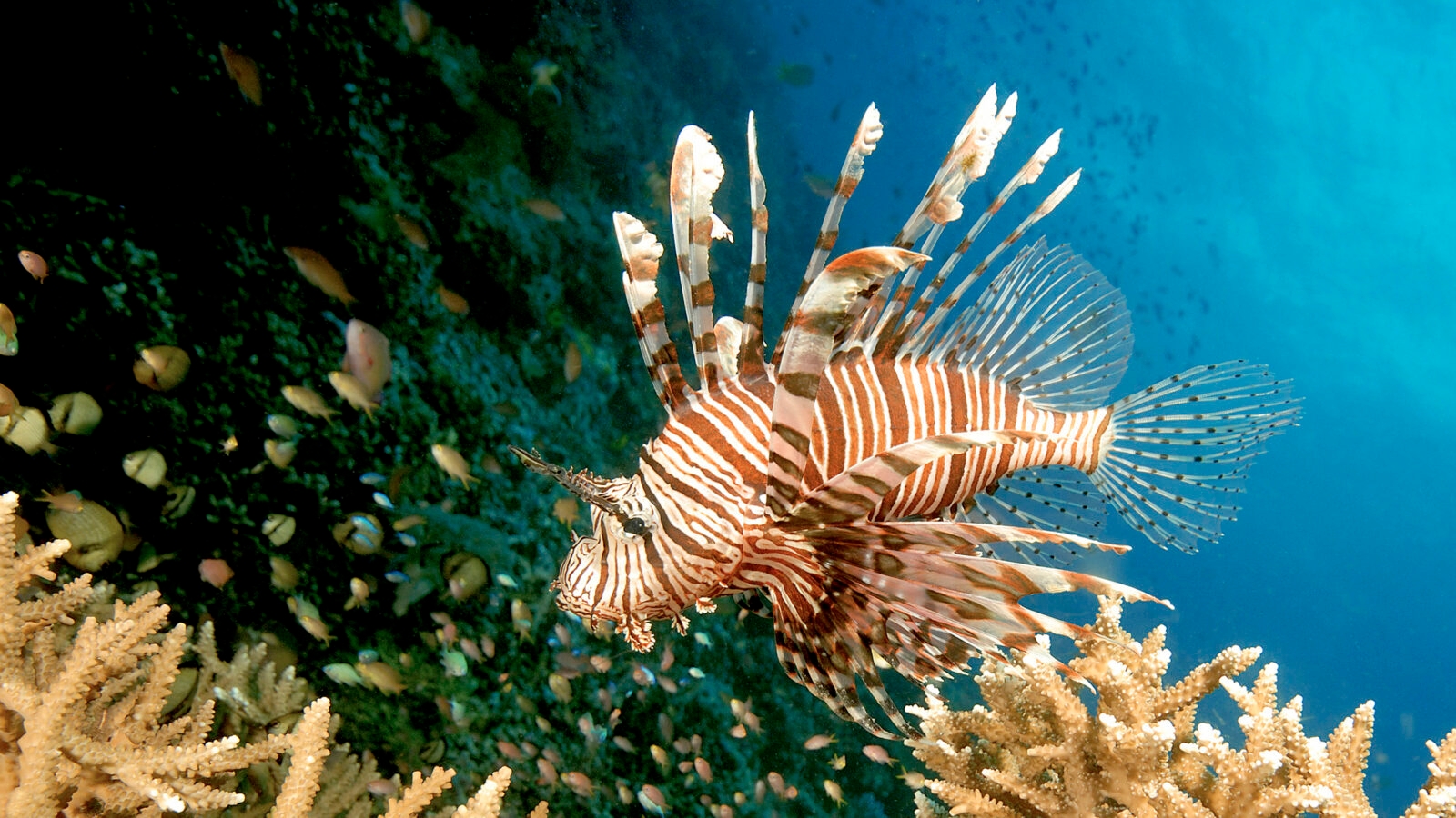amanwana-lion-fish