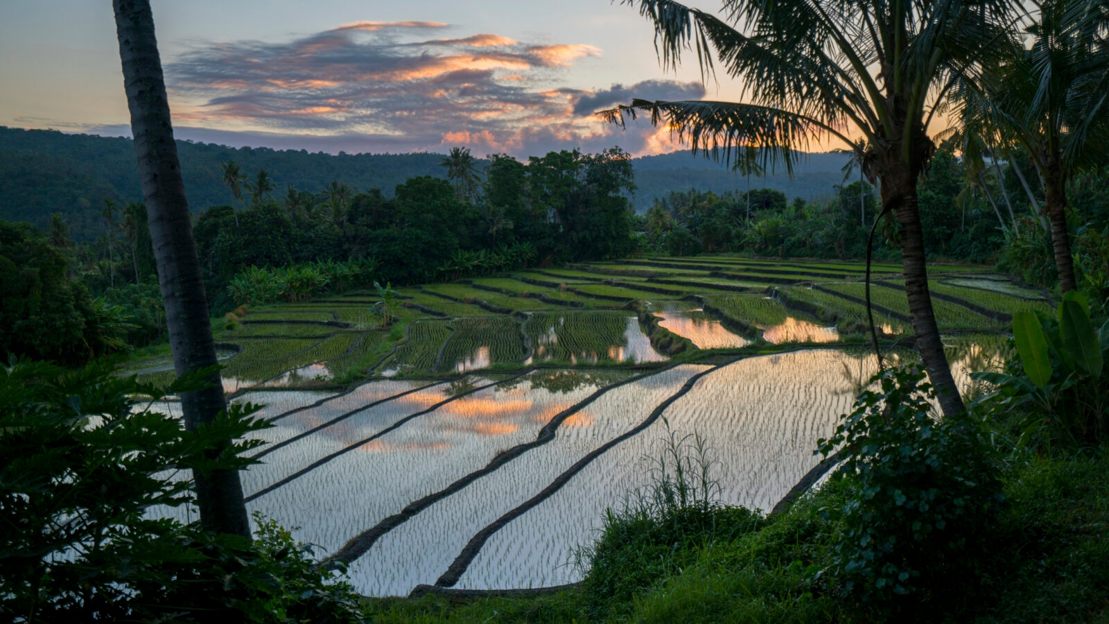 amankila-rice-paddy-view
