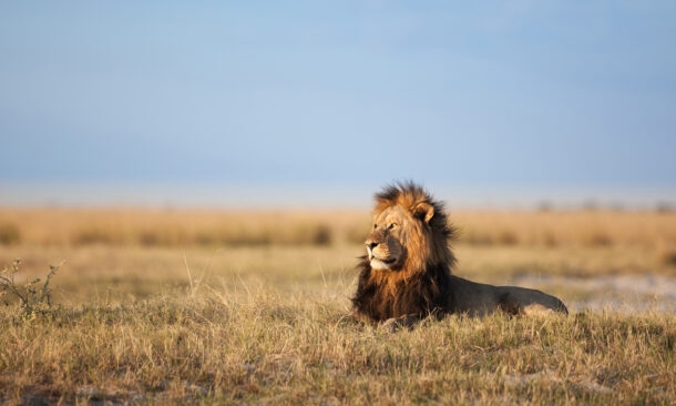 A Classic Cape, Kruger and Mauritius Beach Escape