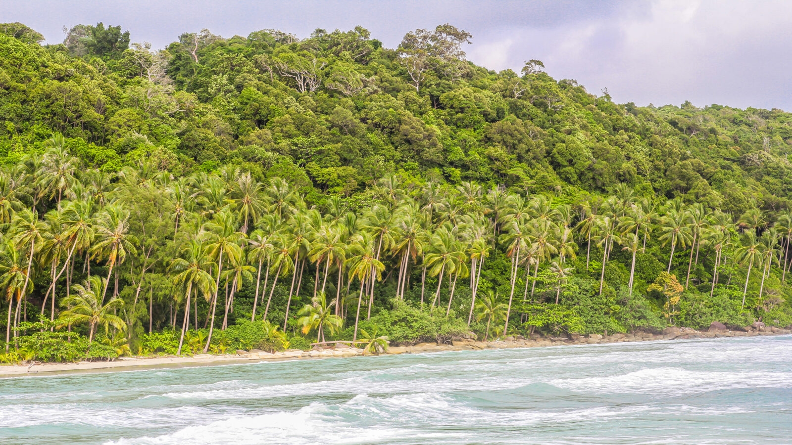 koh-khood-palm-trees
