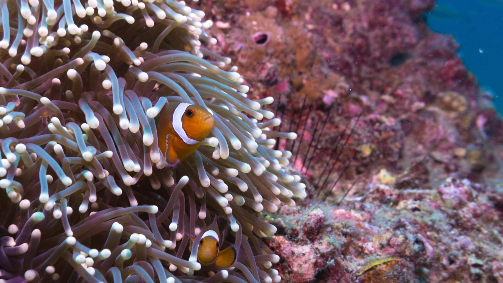 thailand-clown-fish