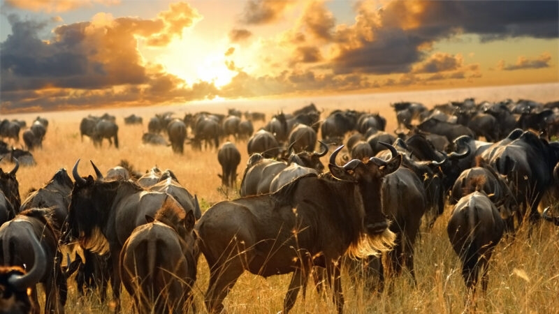 Herd of wildebeest grazing in the plains of the Serengeti National Park, Tanzania, at sunset