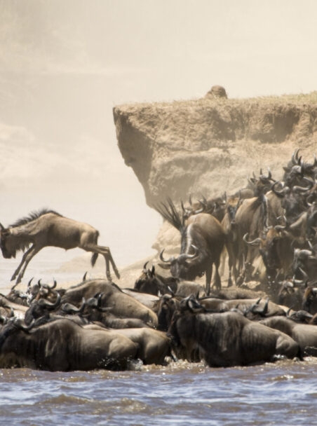 Our Guide to the Great Migration