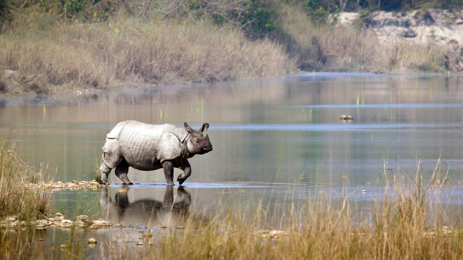 bardia-national-park-nepal-rhino