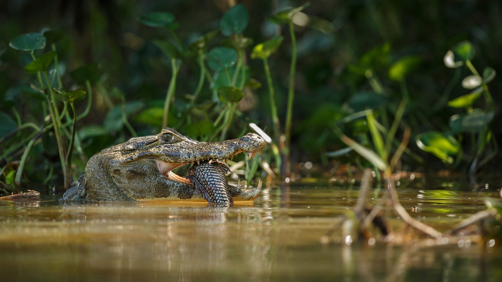 colombia-amazon-caiman