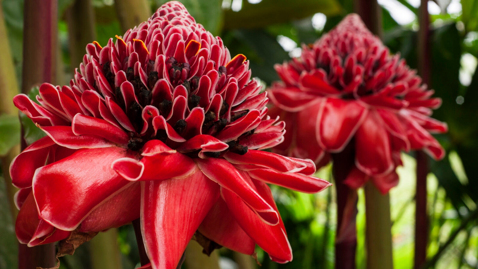 colombia-amazon-tropical-plant