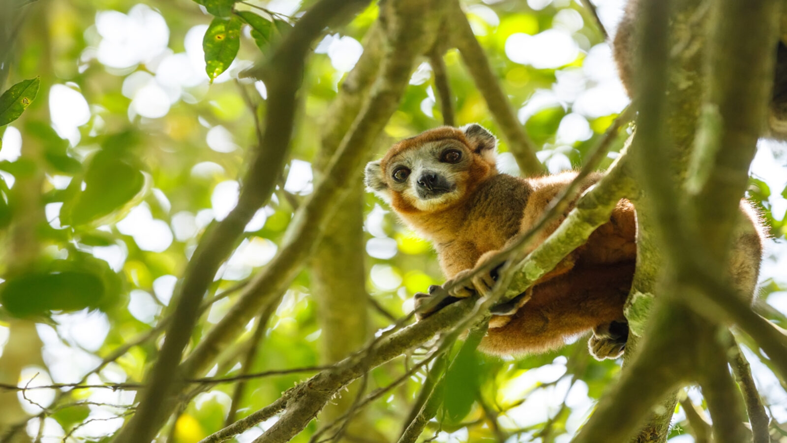 crowned-lemur-ankarana-national-park-madagascar