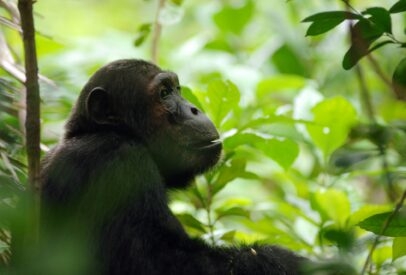 Wild Katavi and Mahale Chimp Safari