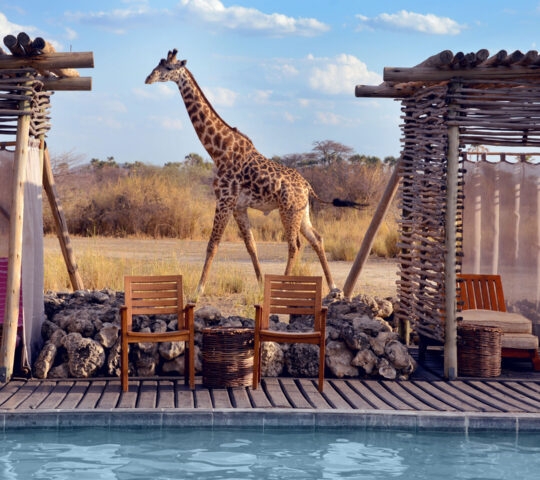 Giraffe walking behind the swimming pool of Chem Chem Lodge, Lake Manyara Tanzania