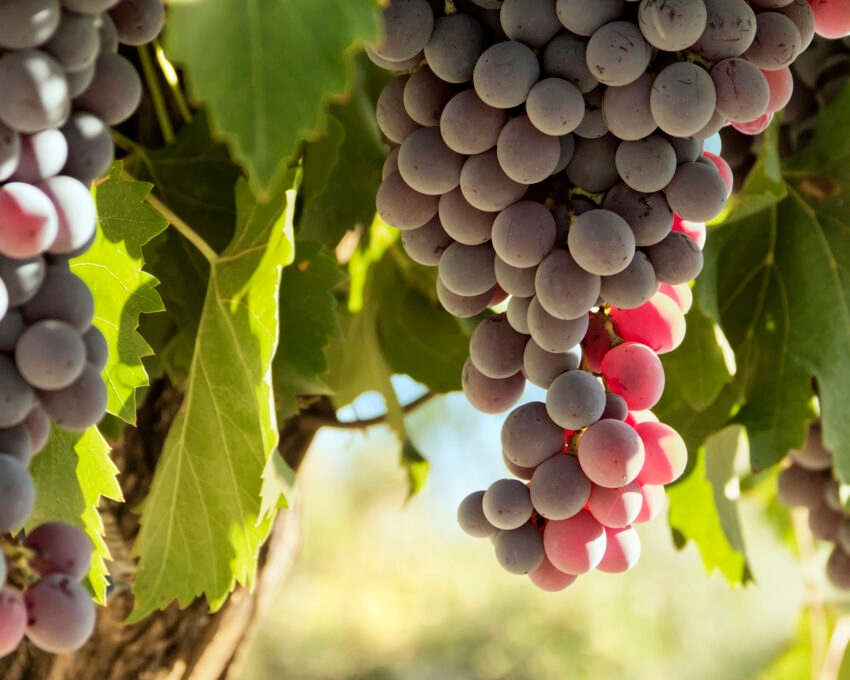 red-grapes-mendoza