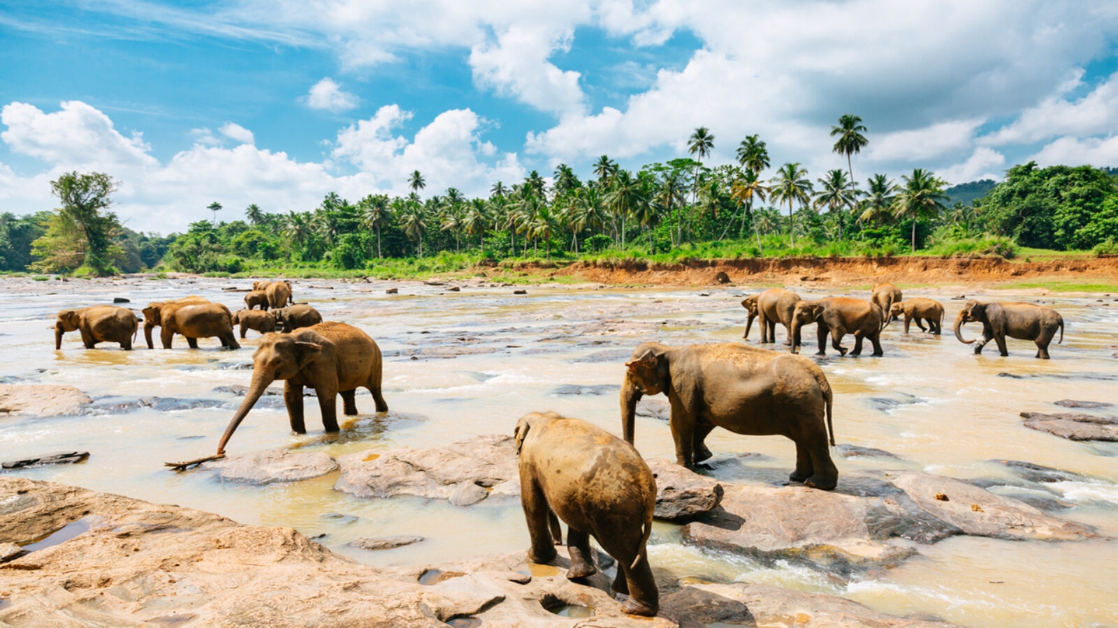 pinnawala-elephant-orphanage-sri-lanka