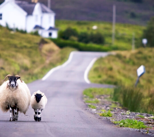 sheep-walking-scotland